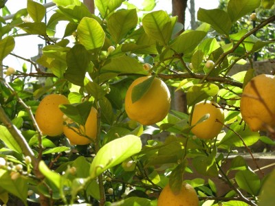 How to grow a lemon tree
