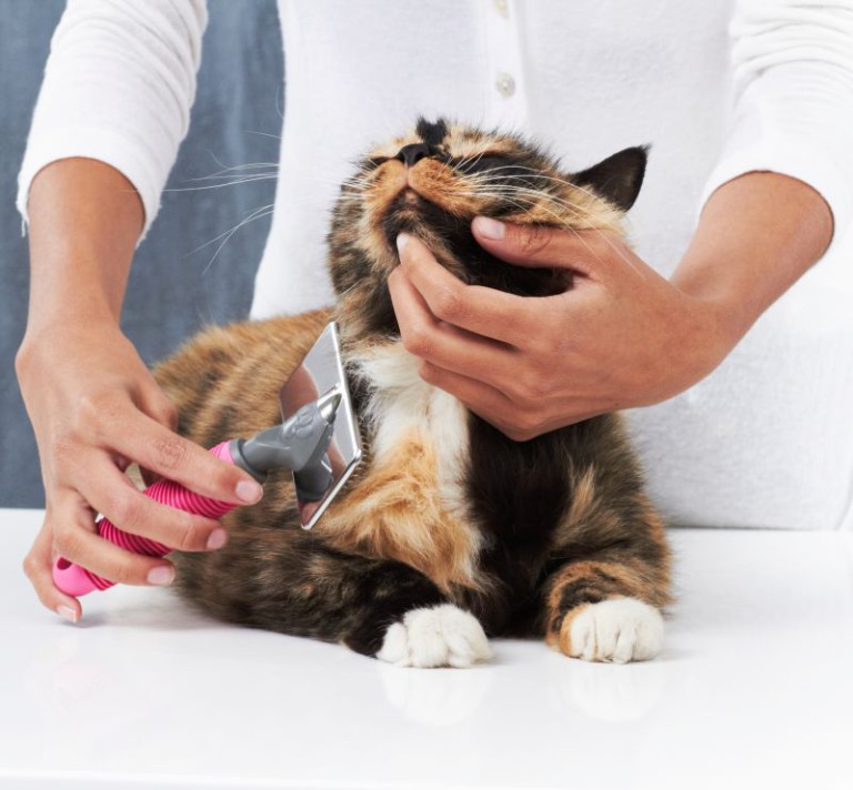 Maintaining the health of cats and proper care