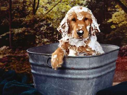 How to bathe a dog