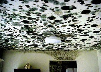 What to do with the mold in the apartment
