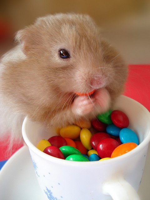 Hamster – the cutest little pet