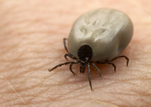 How to protect yourself from ticks