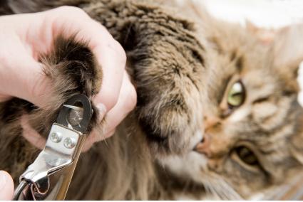How to trim your cat’s nails